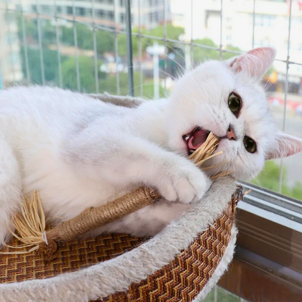 PawCrax Doğal Çiğneme Çubuğu