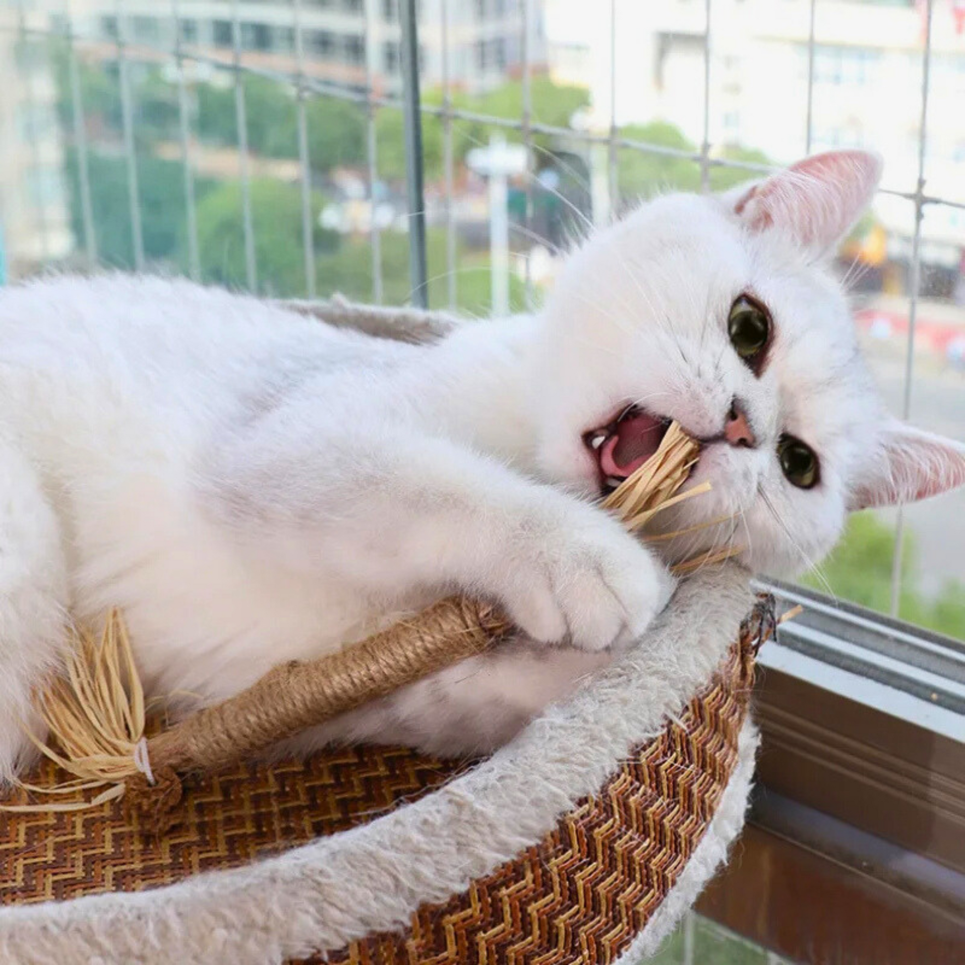 PawCrax Doğal Çiğneme Çubuğu