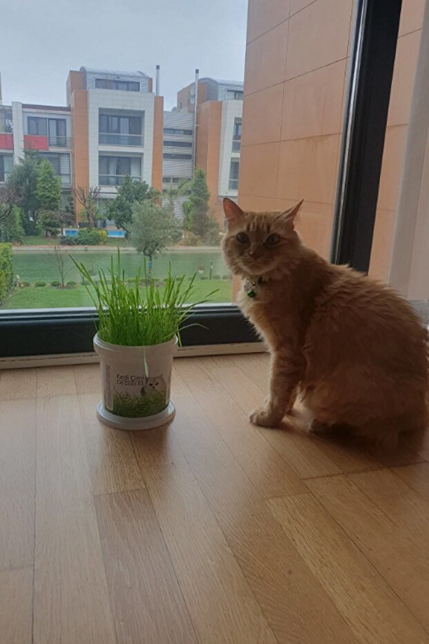 PawviaGrow Kedi Çimi Yetiştirme Kiti